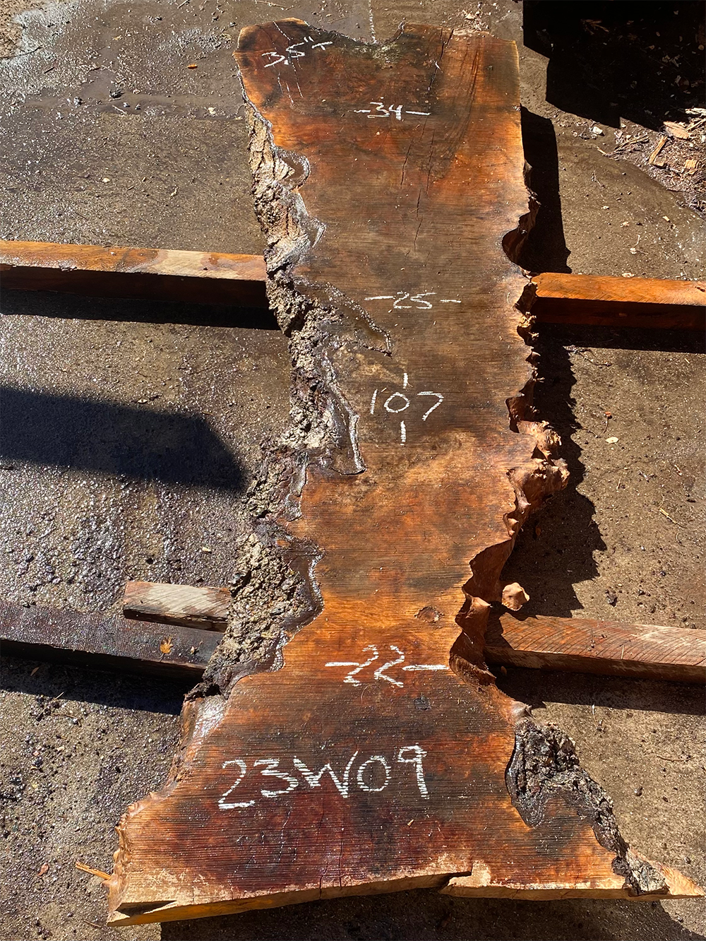Burled English Walnut Slab