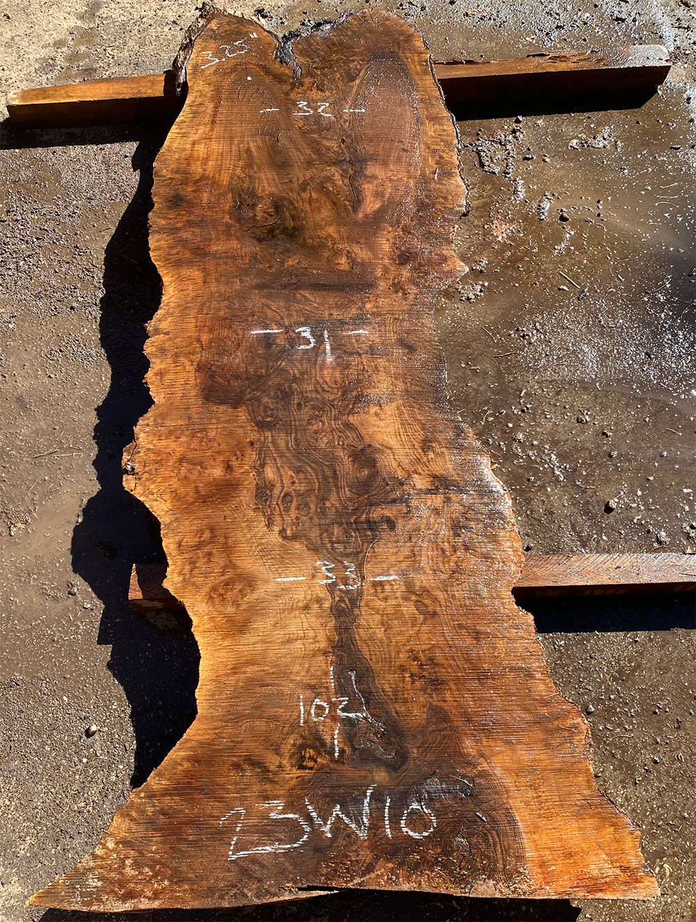 Burly English Walnut Slab