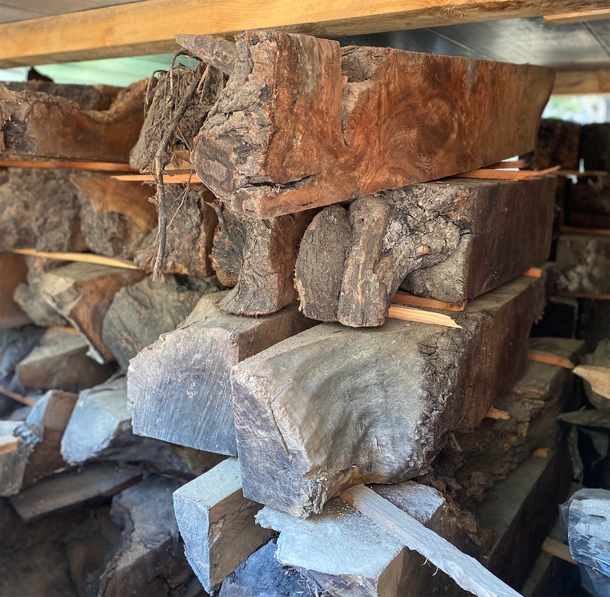 Walnut Burl Blanks