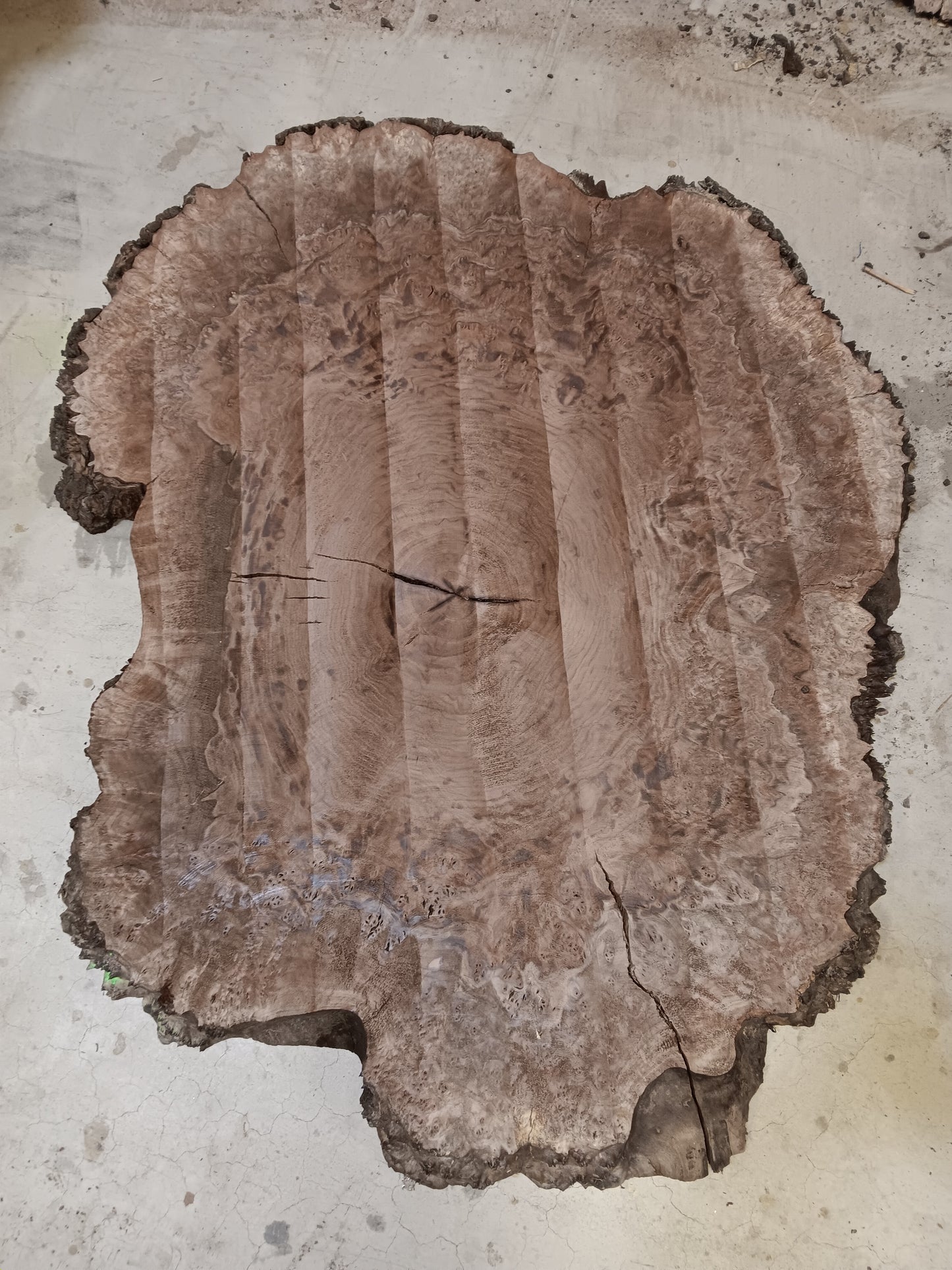 Claro Walnut Burl Cookie 001816