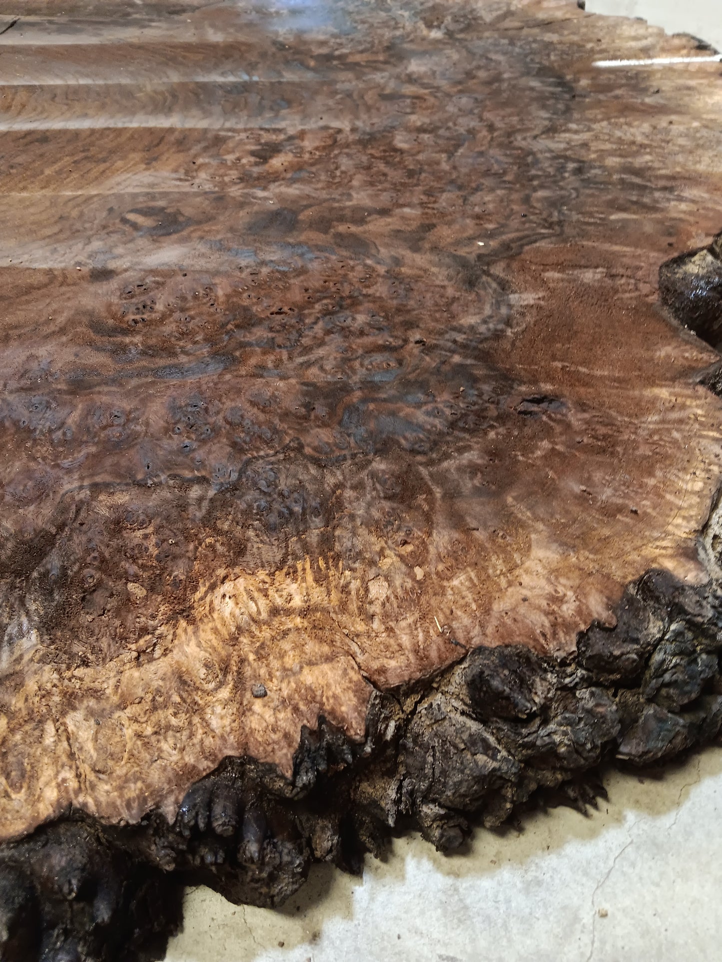 Claro Walnut Burl Cookie 001816