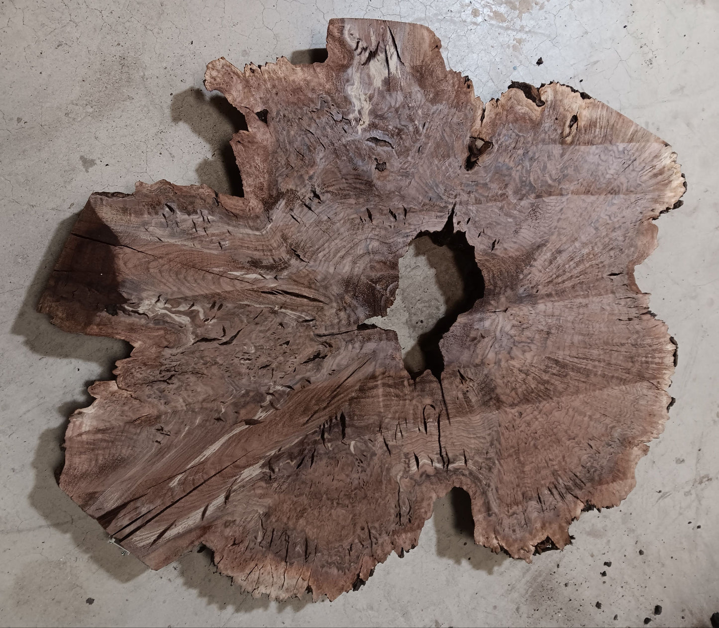 Claro Walnut Burl Cookie 001872