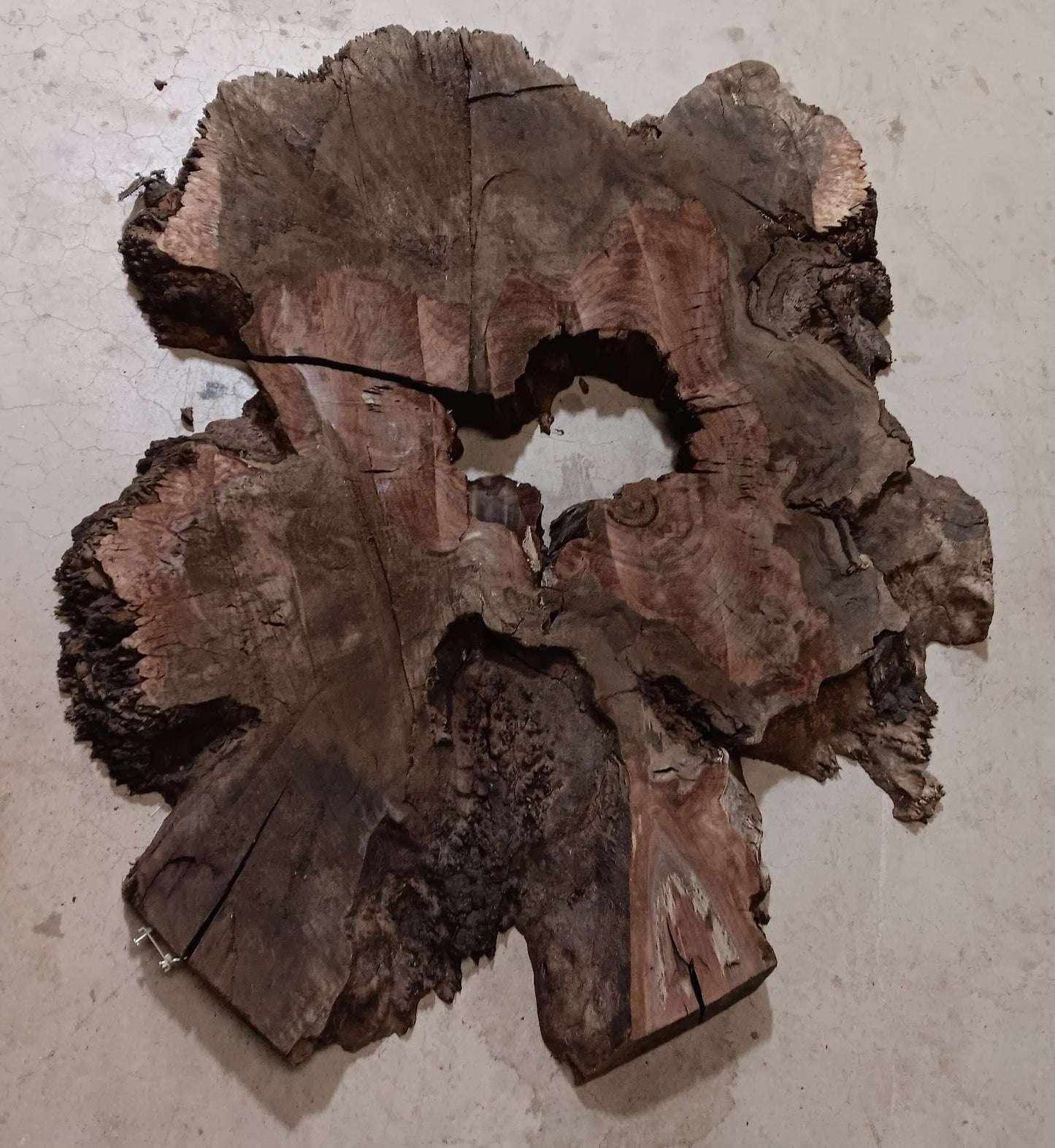 Claro Walnut Burl Cookie 001872