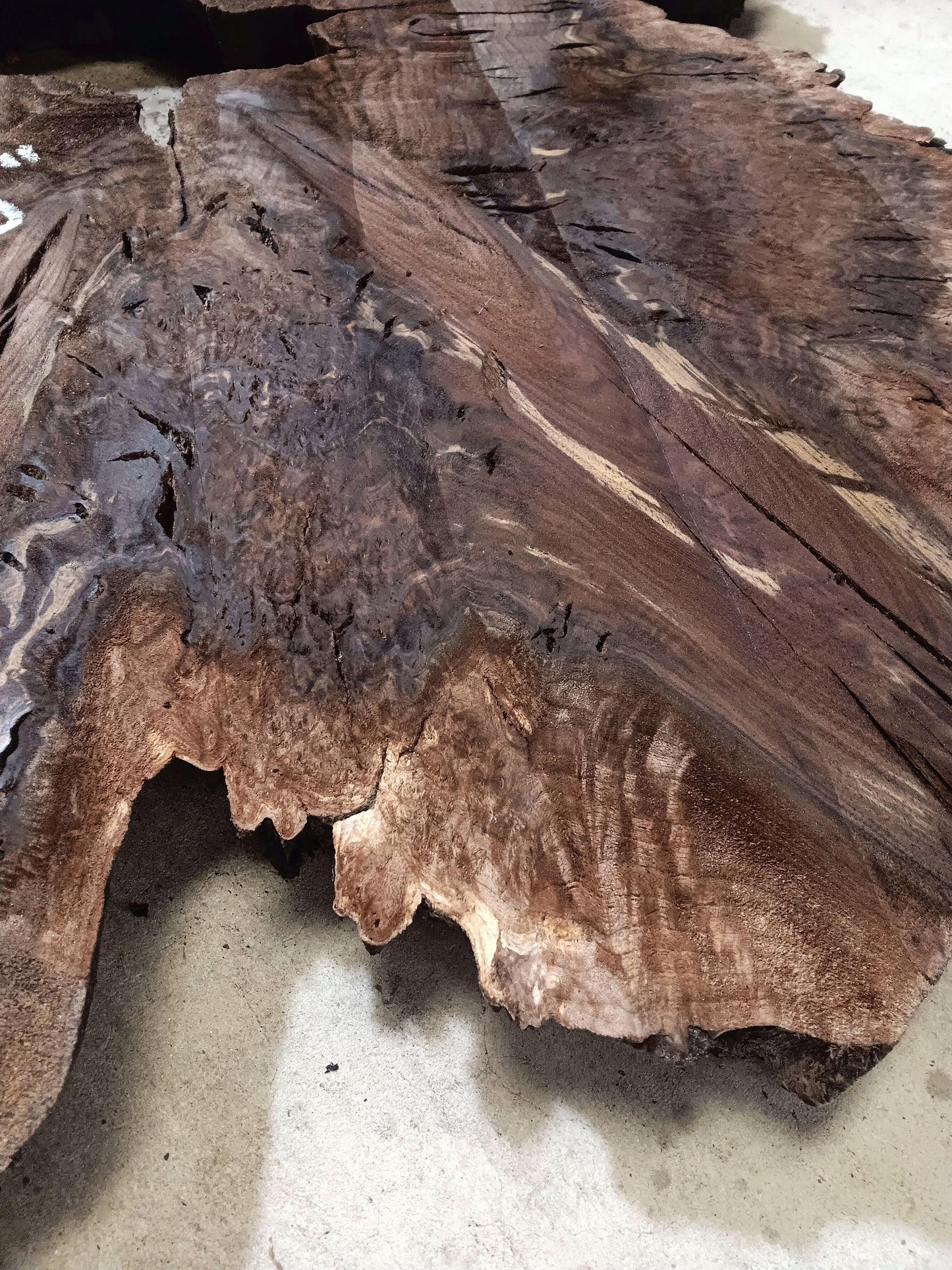 Claro Walnut Burl Cookie 001872