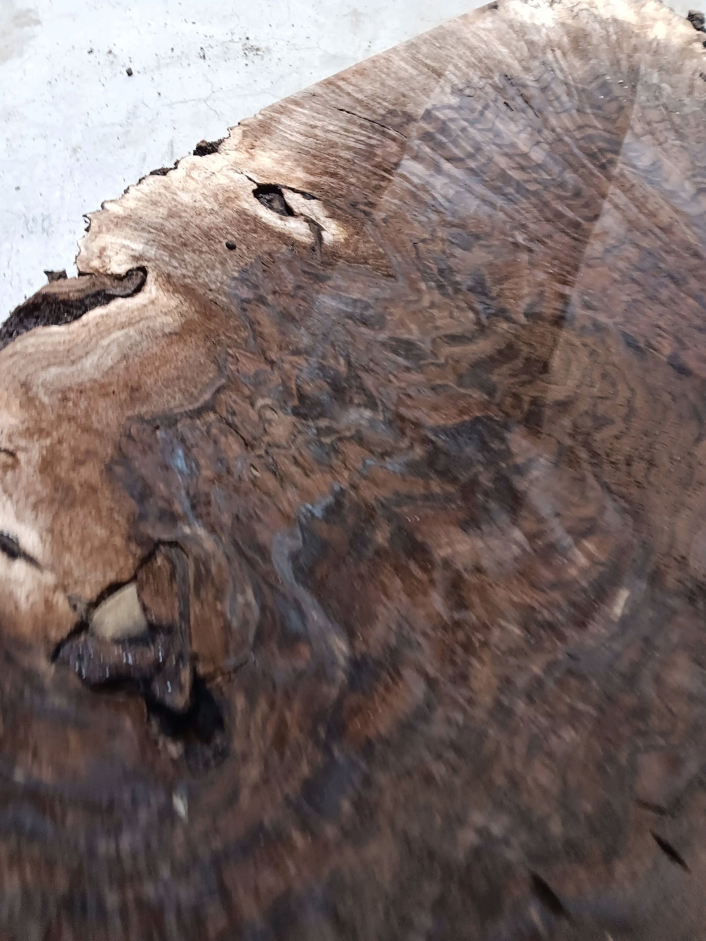 Claro Walnut Burl Cookie 001872