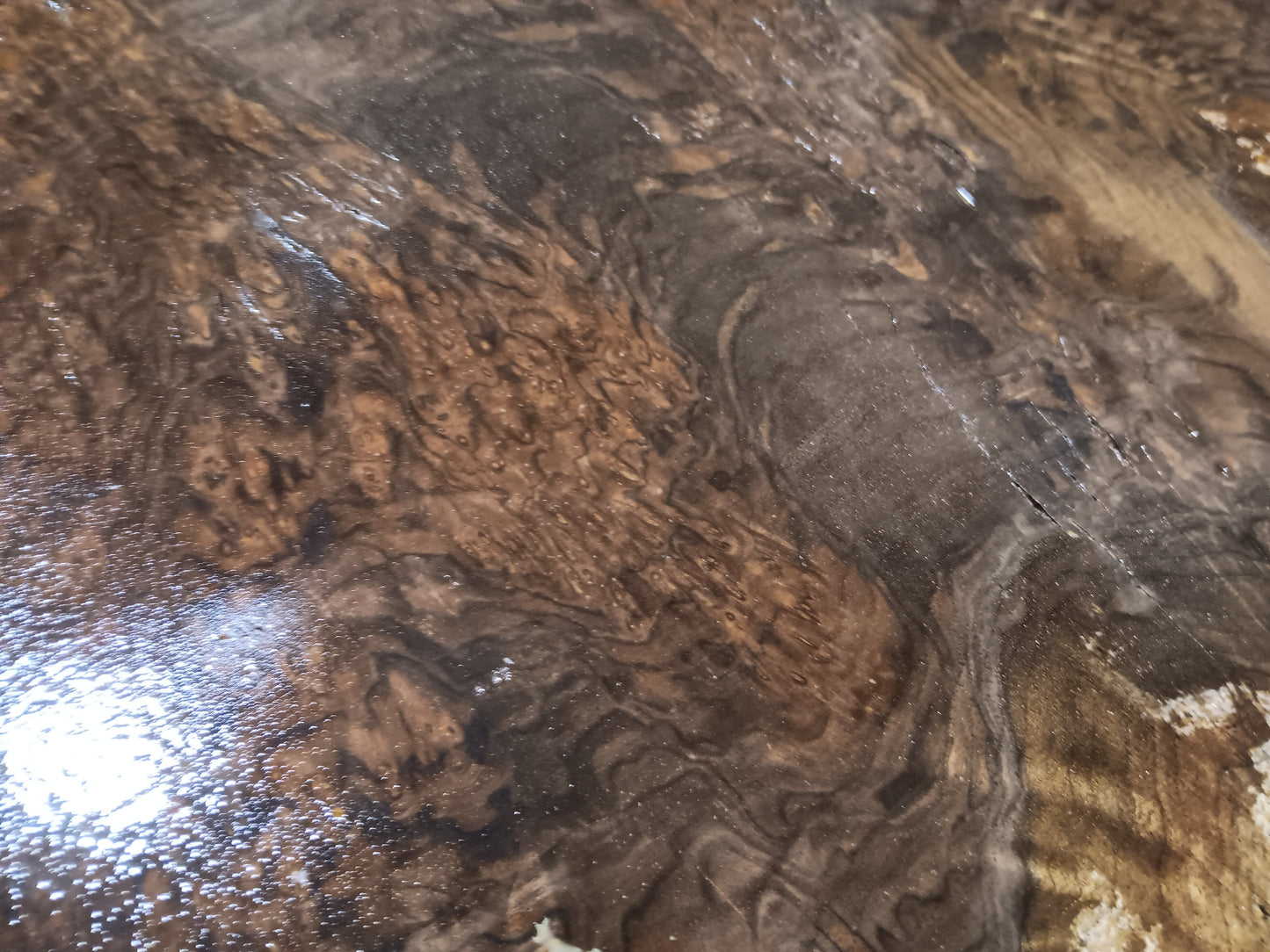 Claro Walnut Burl Cookie 001881