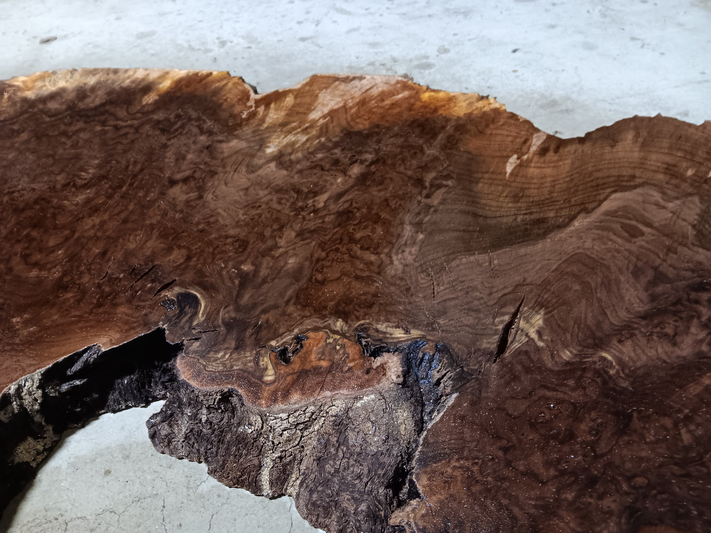 Claro Walnut Burl Cookie 001881