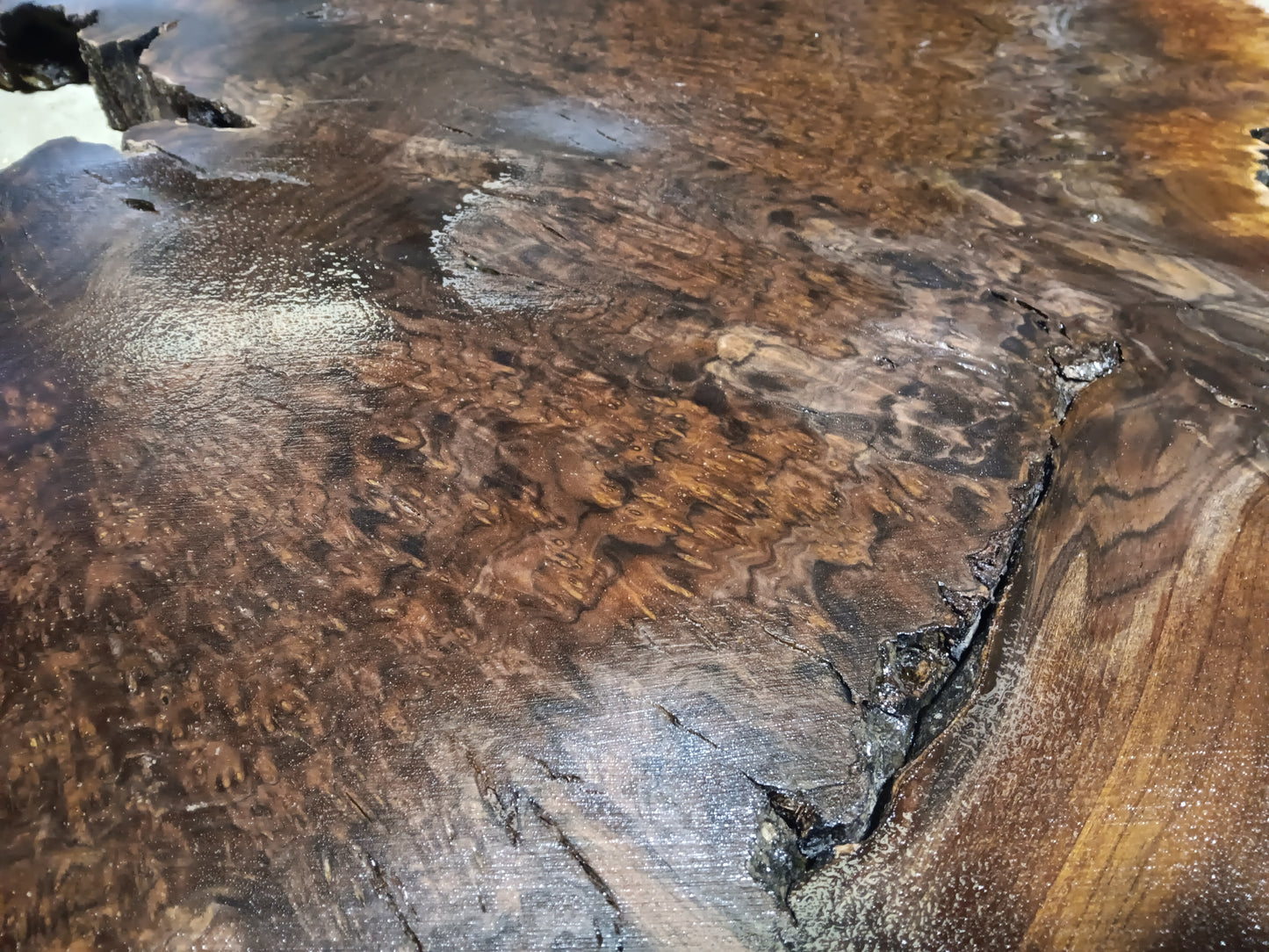 Claro Walnut Burl Cookie 001881