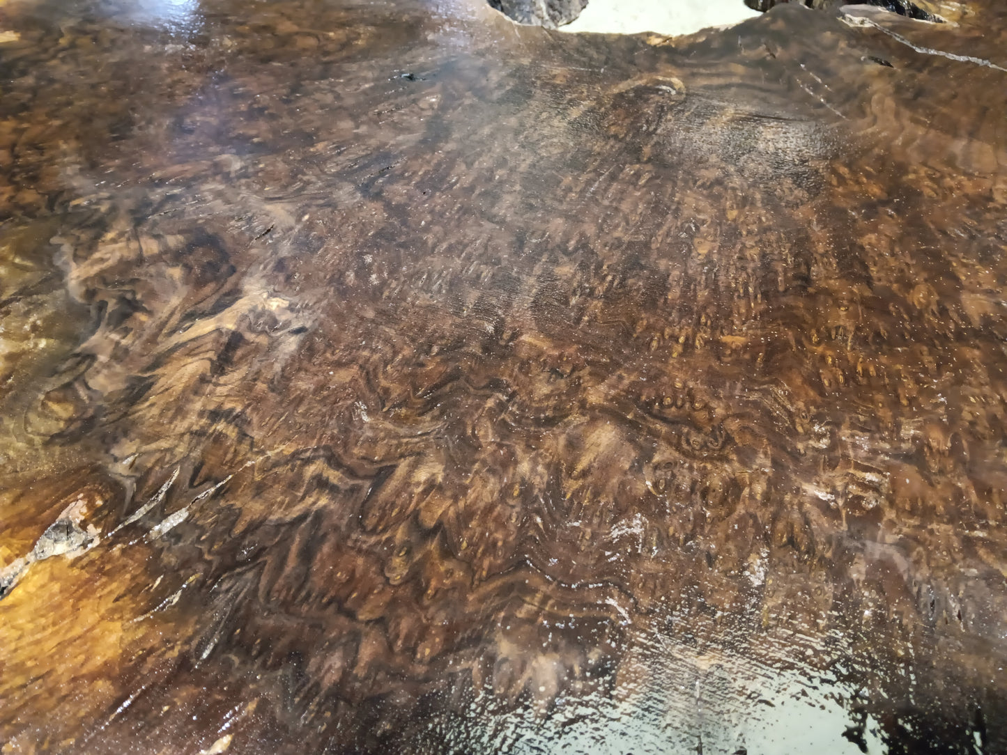 Claro Walnut Burl Cookie 001881