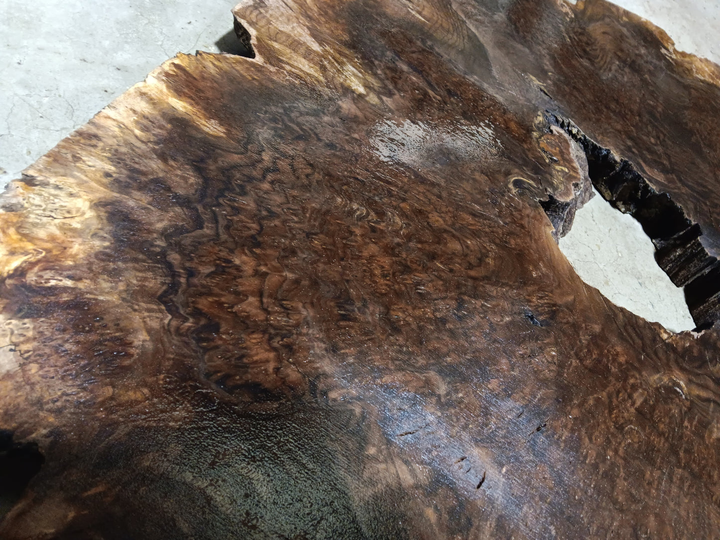 Claro Walnut Burl Cookie 001881