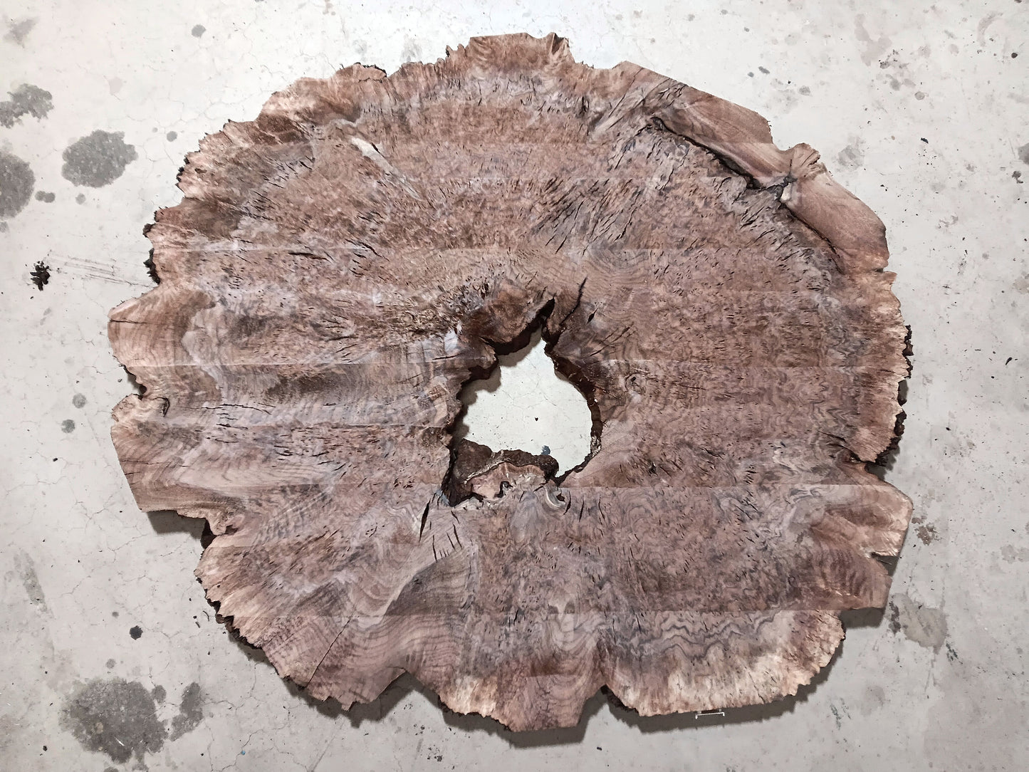 Claro Walnut Burl Cookie 001881