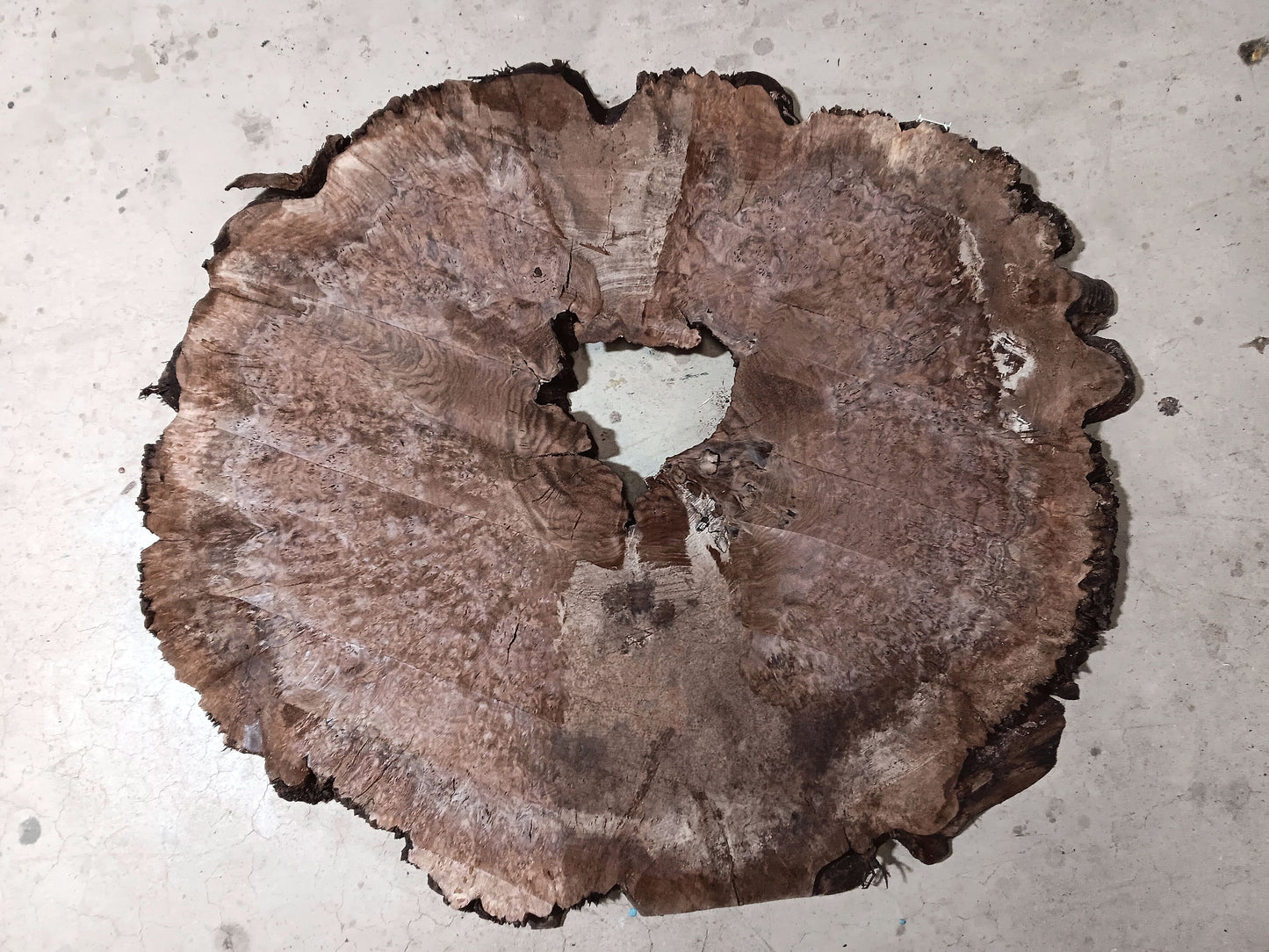 Claro Walnut Burl Cookie 001881