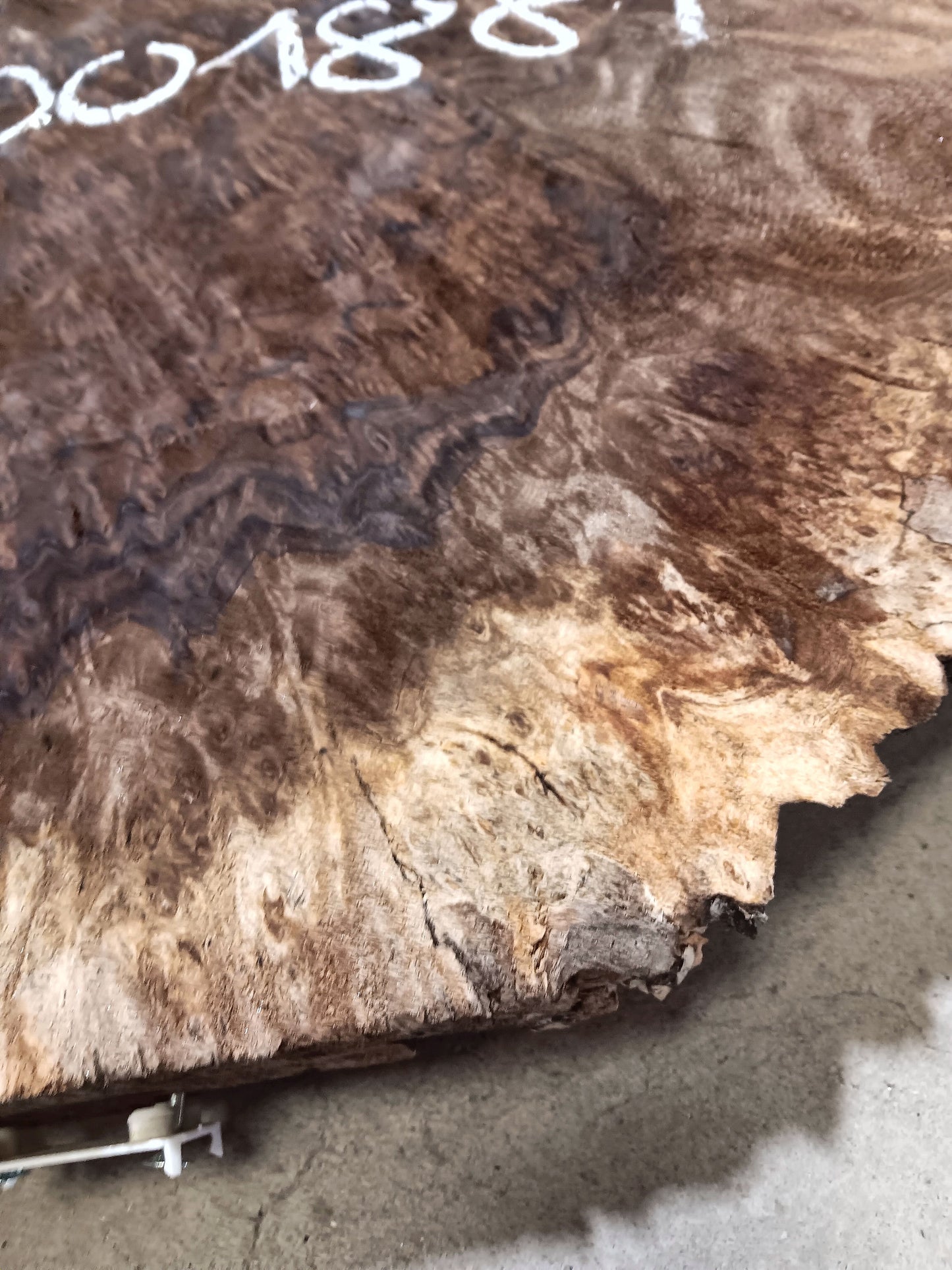 Claro Walnut Burl Cookie 001881