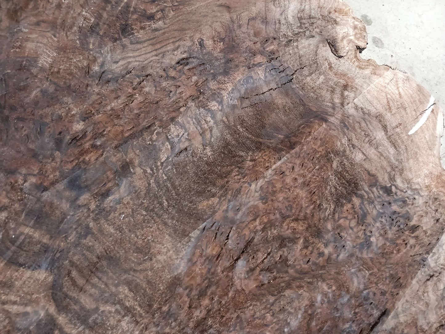 Claro Walnut Burl Cookie 001881