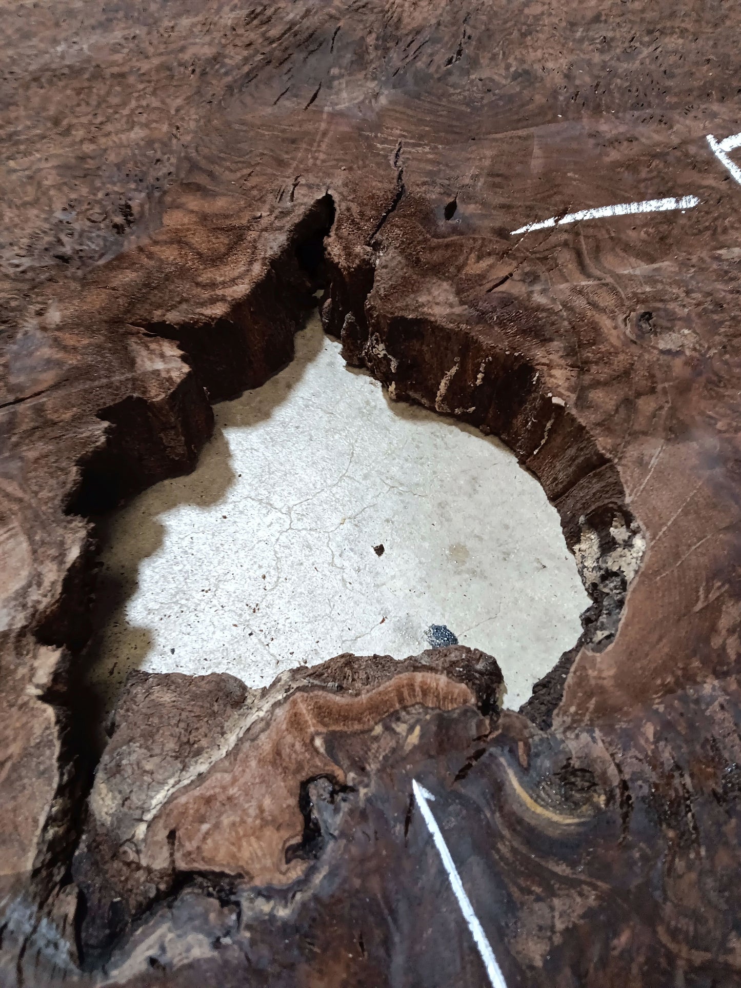 Claro Walnut Burl Cookie 001881