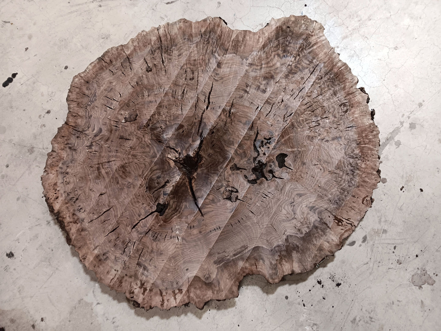 Claro Walnut Burl Cookie 001887
