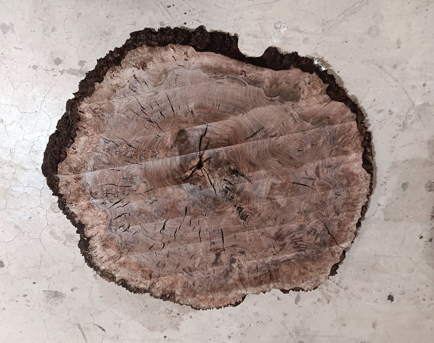 Claro Walnut Burl Cookie 001887