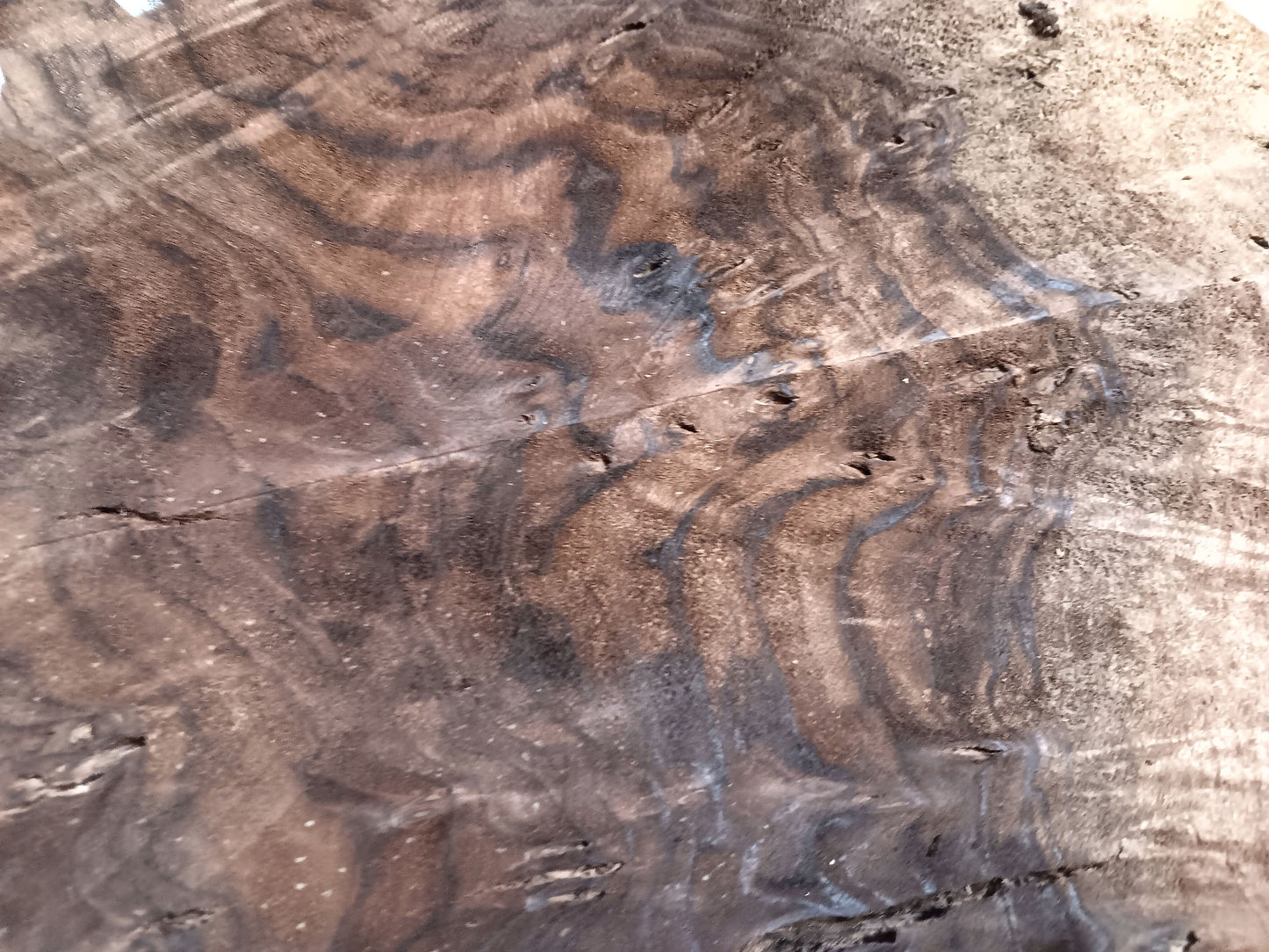 Claro Walnut Burl Cookie 001887