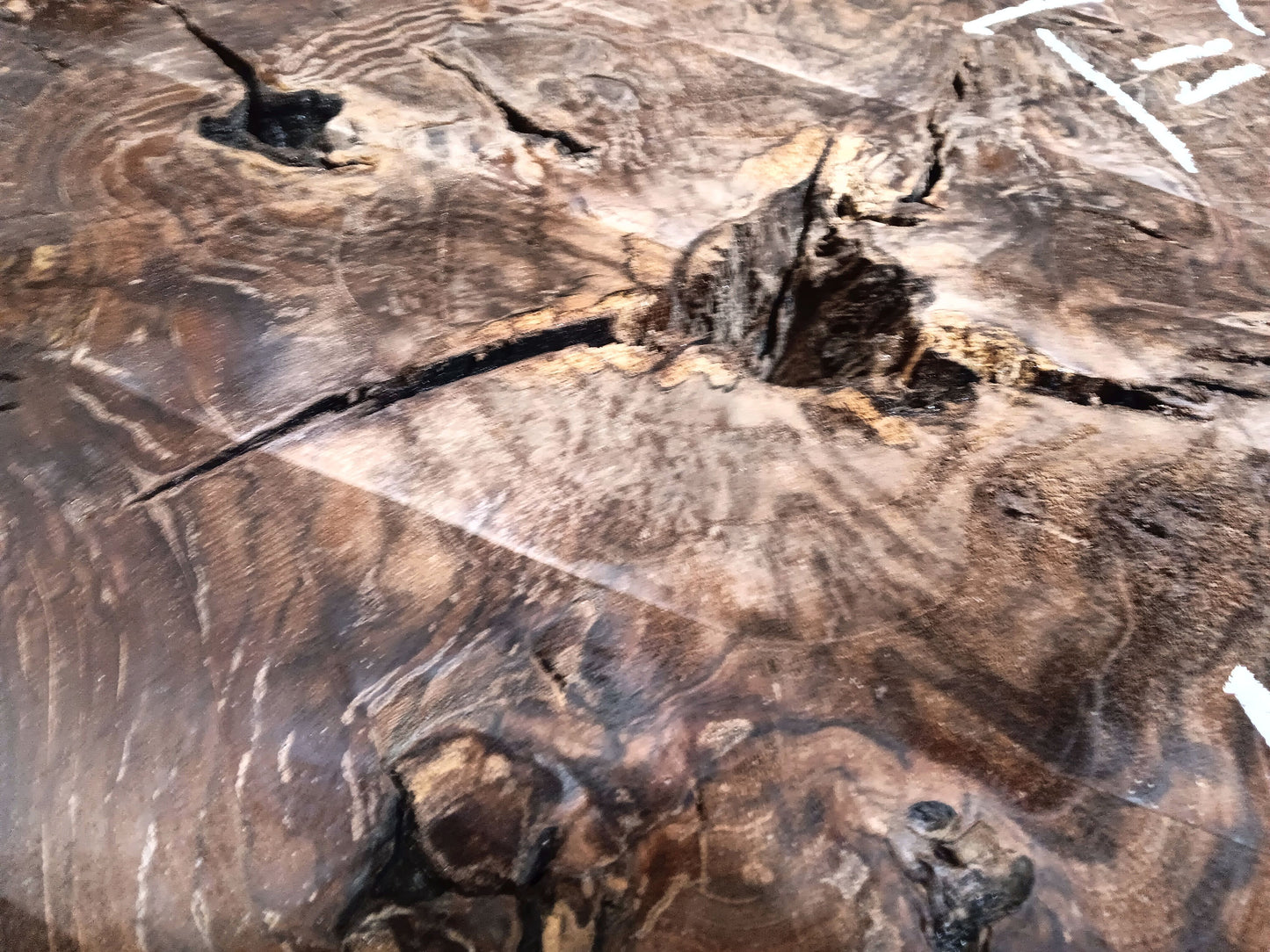 Claro Walnut Burl Cookie 001887