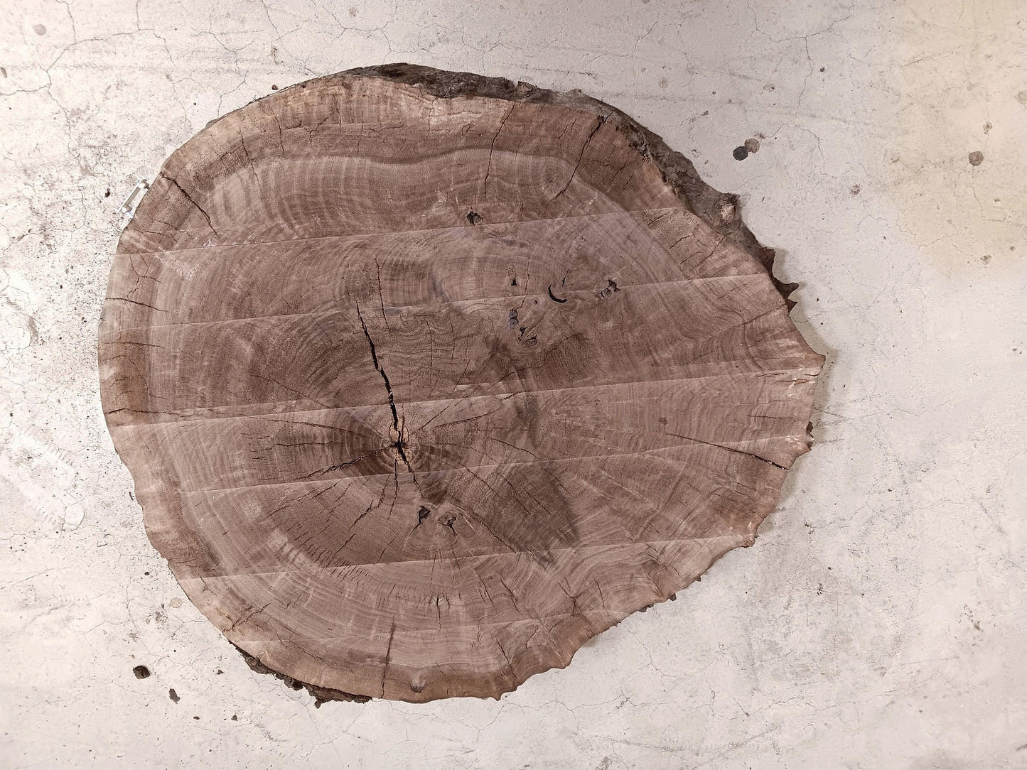 Claro Walnut Burl Cookie 001910