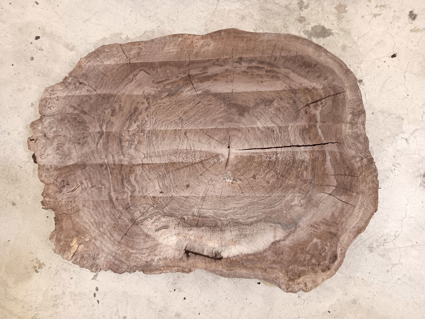 Claro Walnut Burl Cookie 001911