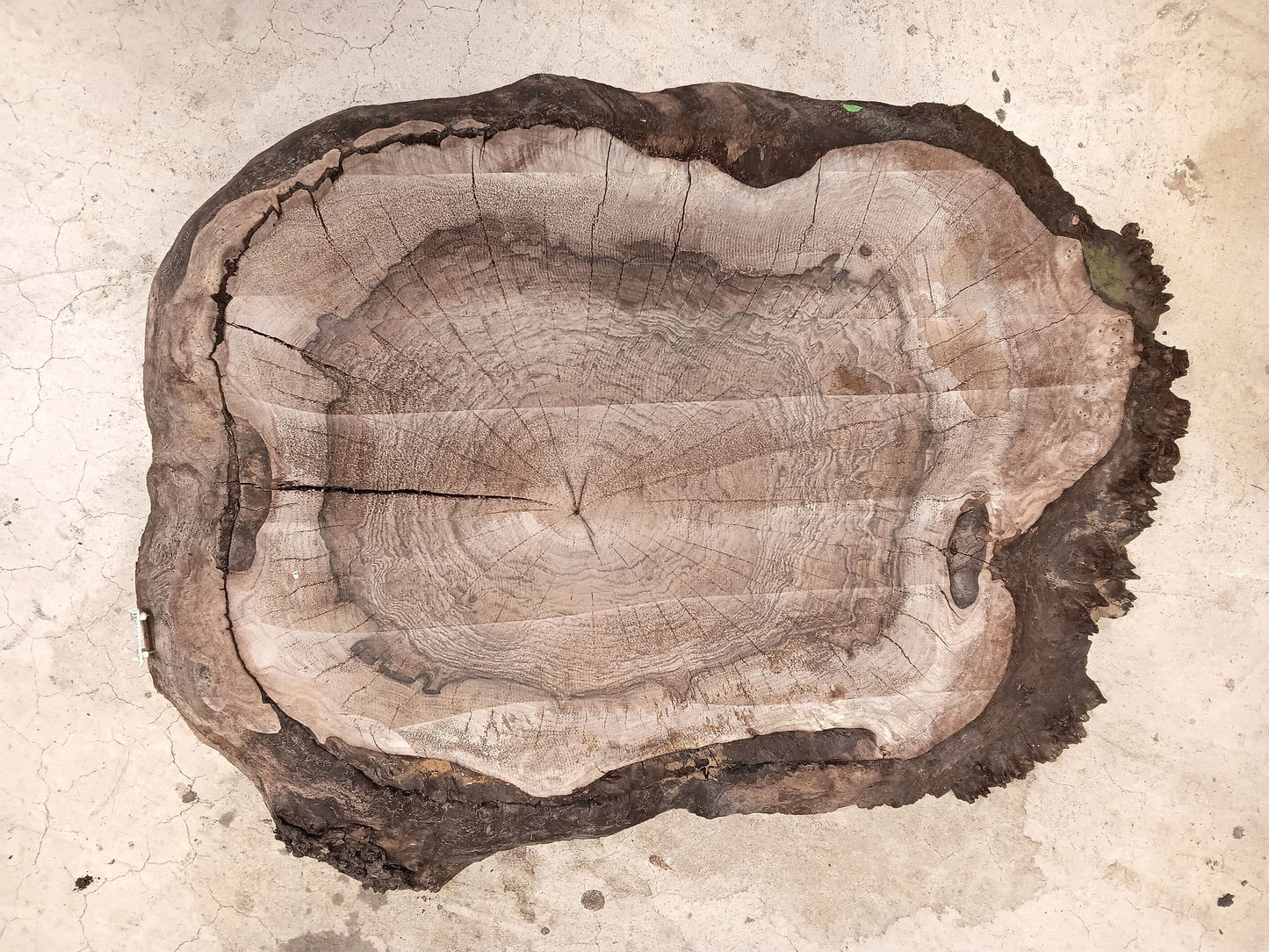 Claro Walnut Burl Cookie 001911
