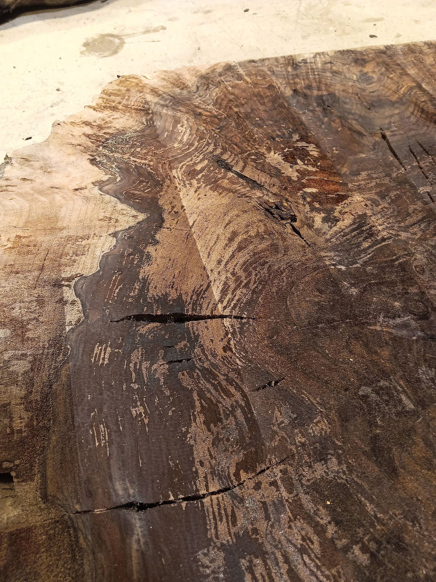 Claro Walnut Burl Cookie 001912