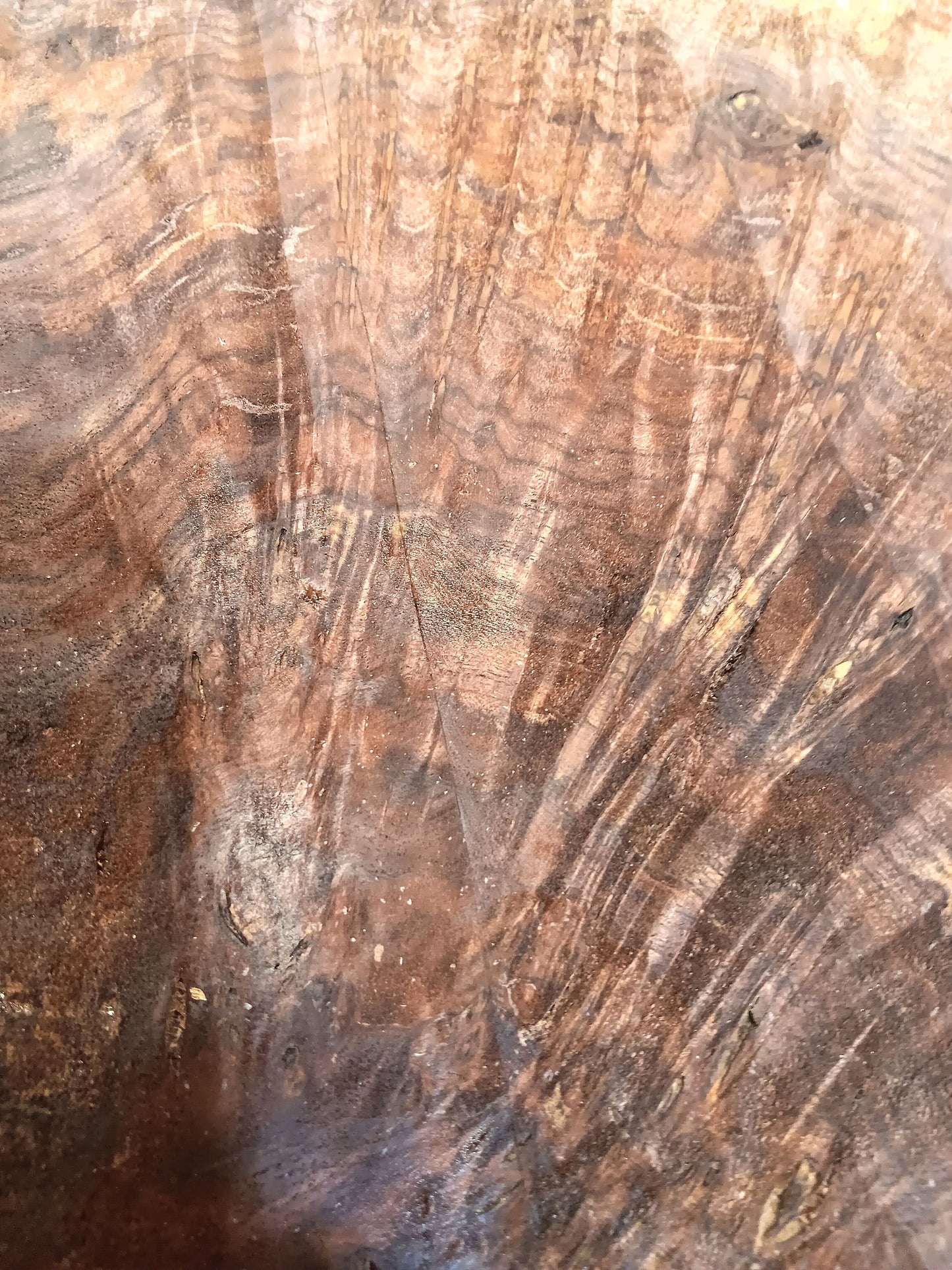 Claro Walnut Burl Cookie 001912