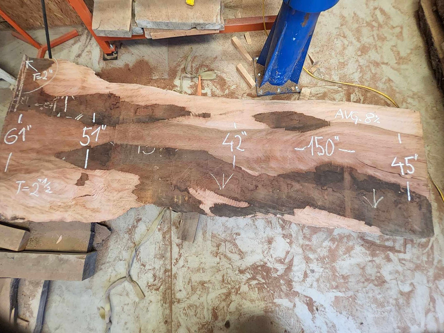 Giant 12.5' Sycamore Slab