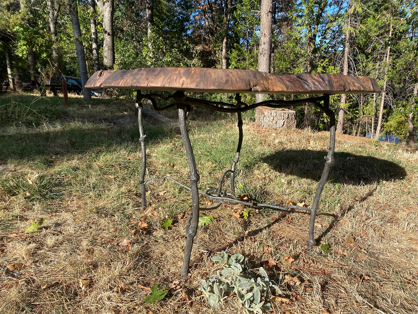 Grafted Walnut Burl Coffee Table